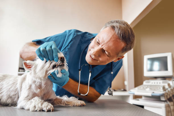 Best Emergency Dental Services for Seniors in Ruston, WA